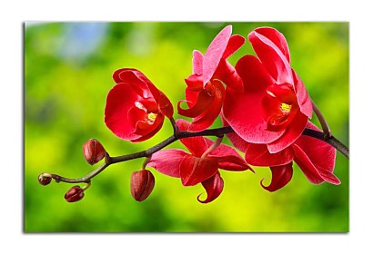 Fototapeta červená orchidea 24762